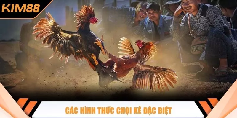 Các hình thức chọi kê đặc biệt